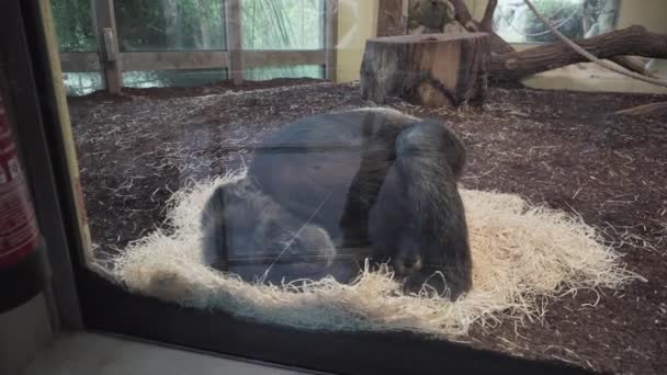 Sad chimpanzee sleeping behind glass in a zoo. — Stock Video