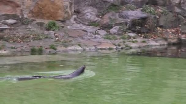 Roztomilý kožešinová pečeť plave v rybníku v berlínské zoologické zahradě. 4k. — Stock video