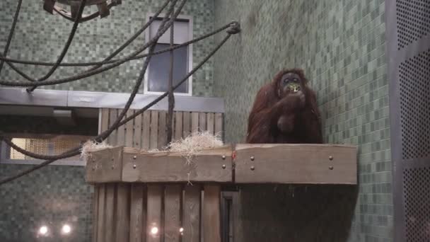 BERLIN, GERMANY - NOV 23, 2018: Cute orangutan eats broccoli in the Berlin Zoological Garden. — Stock Video