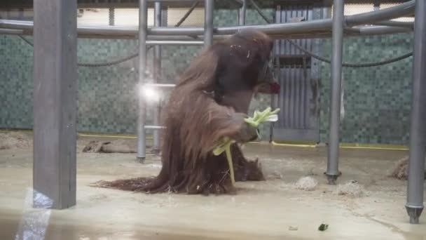 Βερολίνο, Γερμανία - 23 Νοεμβρίου 2018: Ουρακοτάγκος συλλέγει μεταχειρίζεται και πηγαίνει στο γεύμα με το ζωολογικό κήπο του Βερολίνου. — Αρχείο Βίντεο