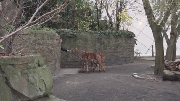 BERLIN, JERMANY - NOV 23, 2018: Seorang pengunjung memberi makan sekelompok kijang kecil di Berlin Zoological Garden . — Stok Video