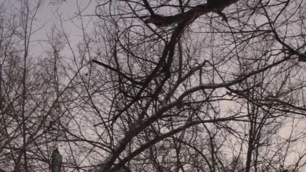 Ветки беслистных деревьев в зимнем парке. Гладкая панорама. Крупный план . — стоковое видео
