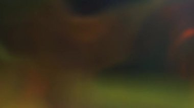 Renkler, yanıp söner ve bokeh karanlıkta titreşen bir karışımı.