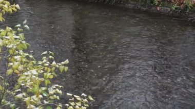 Schwabinger Bach Münih 'teki İngiliz Bahçesi' nde..