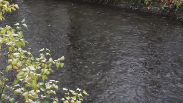 Schwabinger Bach en el Englischer Garten en Munich . — Vídeos de Stock