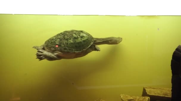 西本岩蛇颈龟, 切洛迪娜·西本罗基。4k 镜头. — 图库视频影像
