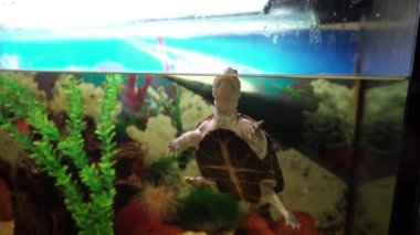 Sevimli küçük yan boyunlu turtlesticks akvaryumdaki su aklından.