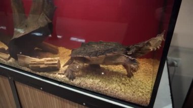 4k, Matamata kaplumbağa, Chelus fimbriata yüzer içinde belgili tanımlık akvaryum.