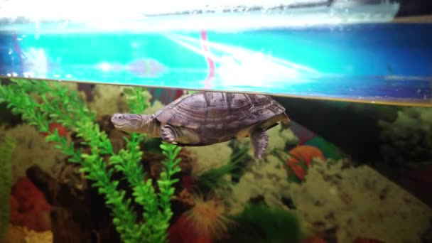 Phrynops geoffroanus schildpad steekt haar hoofd uit het water in het aquarium. — Stockvideo