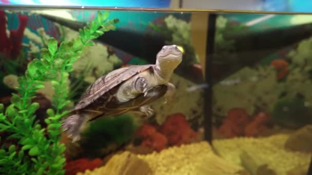 Cute little turtle przepływający obok ławicy rybek w akwarium. — Wideo stockowe