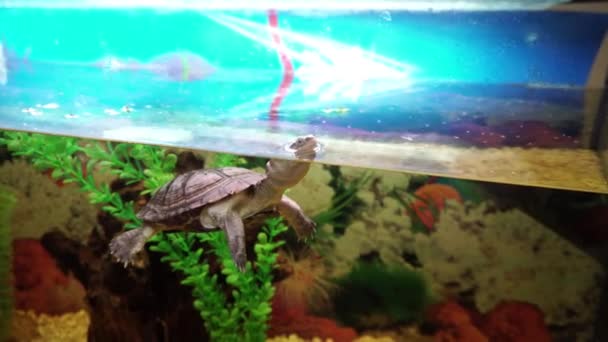 Geoffroanus phrynops małego żółwia przepływający obok ławicy rybek w akwarium. — Wideo stockowe