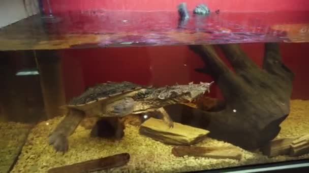 Mata mata Turtle, Chelus fimbriata плавает в аквариуме . — стоковое видео
