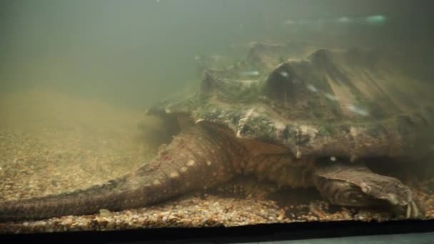 La queue et la patte d'une grande tortue serpentine . — Video