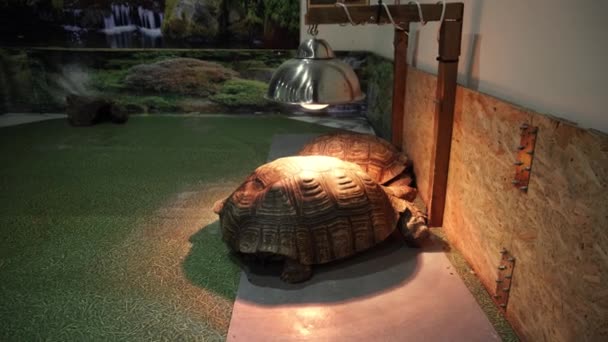 Twee Afrikaanse aangespoord schildpad onder de verwarming-lampen. — Stockvideo