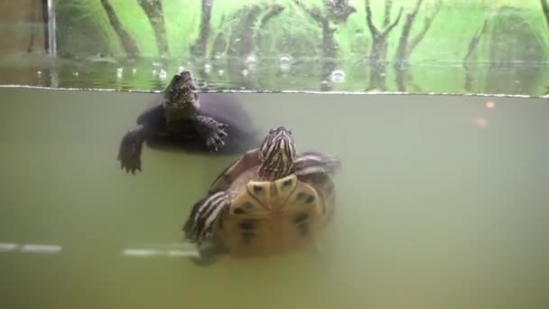 Europese beekschildpad en rode Phayre vijver slider in terrarium. — Stockvideo