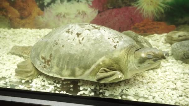 Bonita tartaruga de nariz de porco dorme no aquário . — Vídeo de Stock