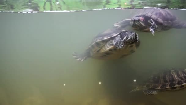 Yellow-bellied pond sliders in aquarium. — Stock Video