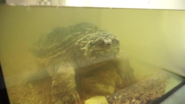 Common Snapping Turtle Looks Lens Close — Stock Video