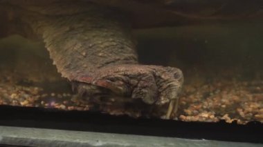 Timsah yapışma turtle. Büyük pençeleri olan bir sürüngen büyük pençe.