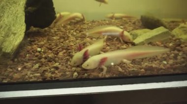 Sevimli beyaz axolotls veya Meksika yürüyen balık akvaryum içinde yüzüyor.