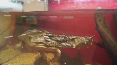 Mata mata kaplumbağa, akvaryum yüzme Chelus fimbriata. Closeup çekim.