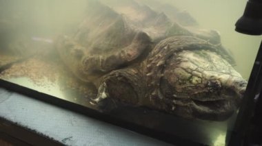 Timsah yapışma kaplumbağa veya Macrochelys temmincki. 4k.