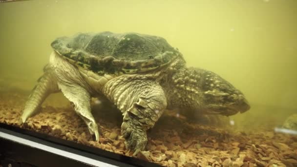 Ortak yapışma kaplumbağa yan akvaryumda vurdu. Yakın çekim. — Stok video