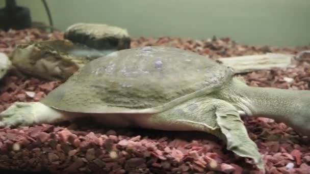 Chinese softshell turtle trionyx. — Stock Video