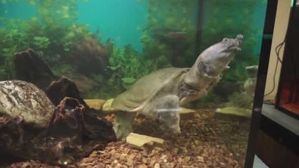 Turtles world. Chinese softshell turtle trionyx in aquarium. — Stock Video