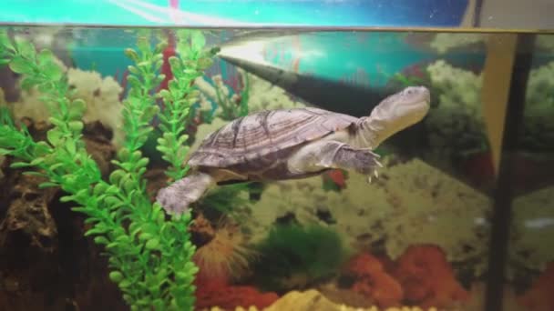 Small side-necked turtle swims in aquarium. 4k resolution. — Stock Video