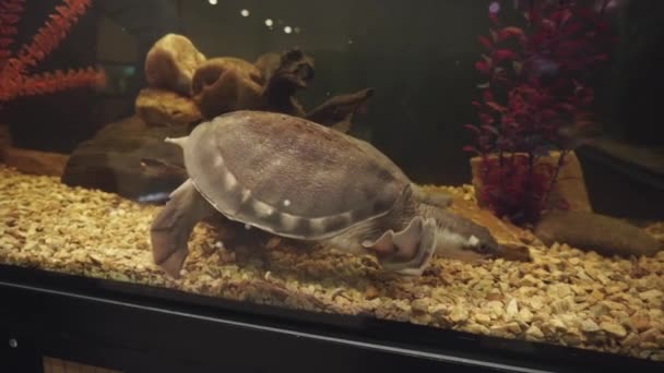 Pig-nosed turtle, Carettochelys insculpta swims in an aquarium underwater. — Stock Video