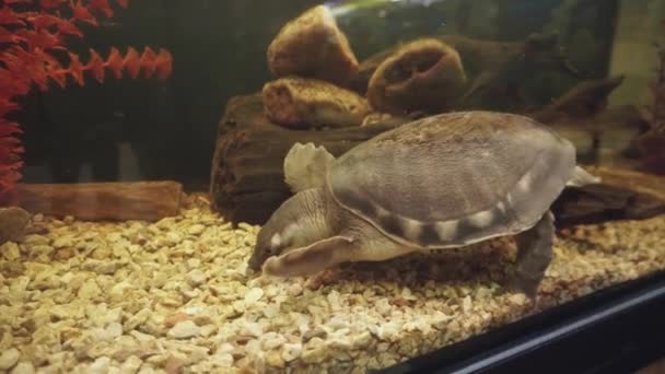 Река Муха или свинононосая черепаха, ищущая пищу в аквариумных камнях . — стоковое видео