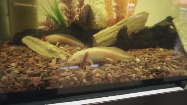 Groupe d'axolotls sous l'eau dans l'aquarium. Poisson marchant mexicain . — Video