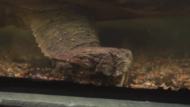 Cocodrilo rompiendo tortuga. Zarpa masiva de un reptil con grandes garras . — Vídeo de stock