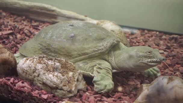 Närbild av en kinesisk softshell sköldpadda trionyx vilar, — Stockvideo
