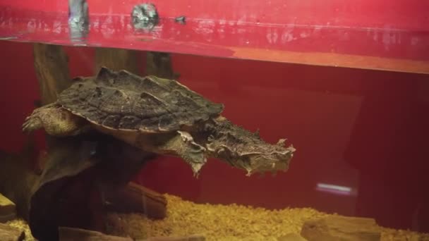 Awesome mata mata turtle or chelus fimbriata swims underwater. — Stock Video