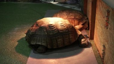 Kaplumbağa Centrochelys sulcata Isıtma lambaları altında iki Afrika mahmuzlu.