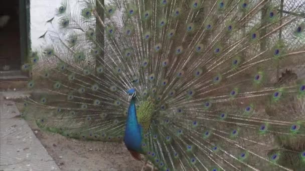 Hermoso pavo real muestra su plumaje colorido . — Vídeo de stock