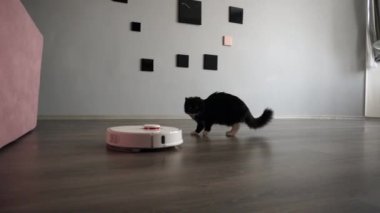Robotik elektrikli süpürge ve korkmuş evcil hayvan. Modern bir evde akıllı teknoloji.