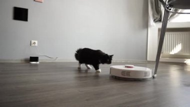 Kedi laminat boyunca kayan akıllı robot elektrikli süpürge bakar.