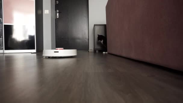 The washing robotic vacuum cleaner slides over the laminate, the domestic cat watches in fright. — Stock Video