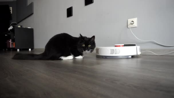 Surprised cat sitting near smart robotic vacuum cleaner in the bedroom. — Stock Video