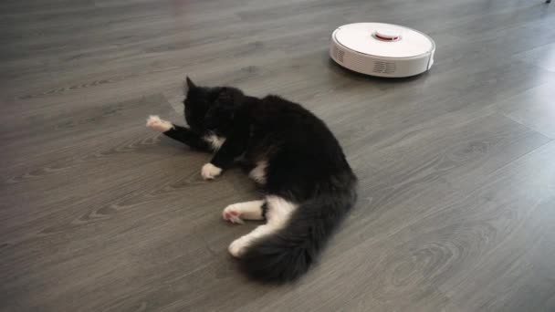 Kočka čistí tlapu ležící na podlaze obývacího pokoje poblíž robotického vysavače. — Stock video