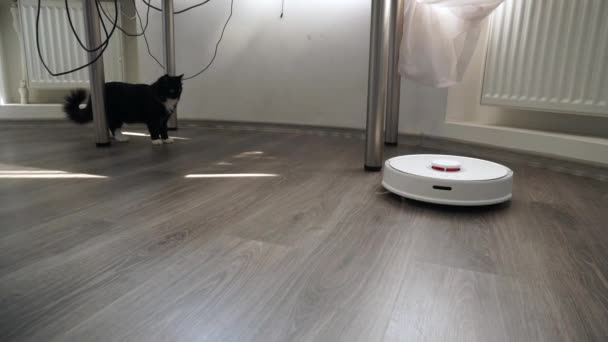 El gato mira la aspiradora robot de trabajo con interés . — Vídeos de Stock