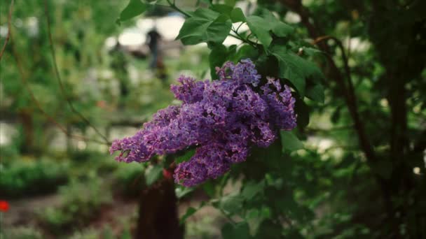 Ramas de lilas florecientes en el jardín de primavera al atardecer. De cerca. . — Vídeos de Stock