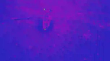 Psychedelic köpek pug koşu. Döngülü video.
