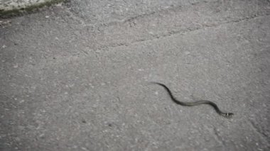 Şehir parkında asfalt üzerinde sürünen çim enazan.