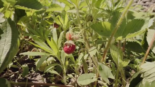 Rijpe organische aardbei. Aardbeien op de struik in de tuin. — Stockvideo