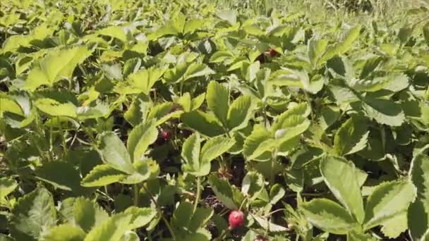 Pan shot van een verse rijpe aardbeien, biologische oogst in de tuin — Stockvideo