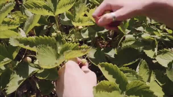 女性農家は、庭で収穫時期に熟したイチゴを狩ります. — ストック動画